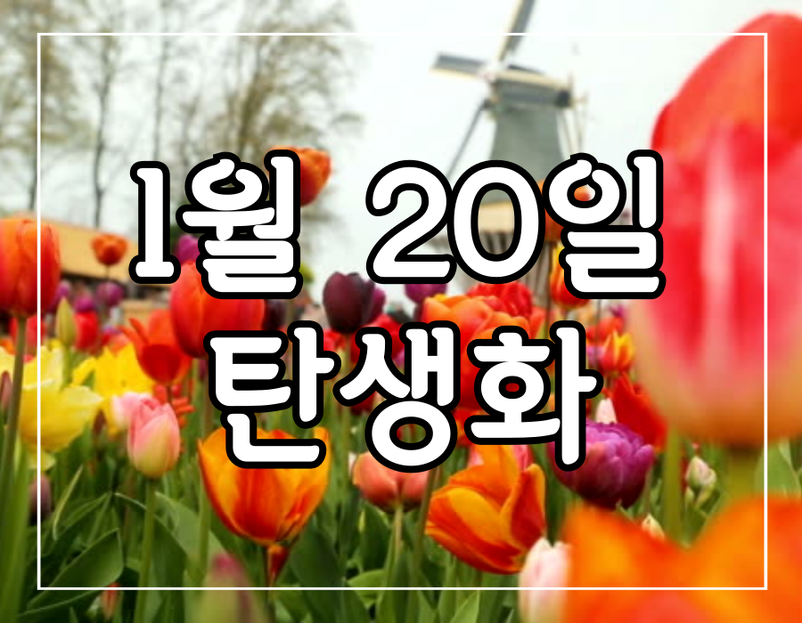 이 이미지는 1월 20일 탄생화에 관한 글의 대표 이미지입니다.