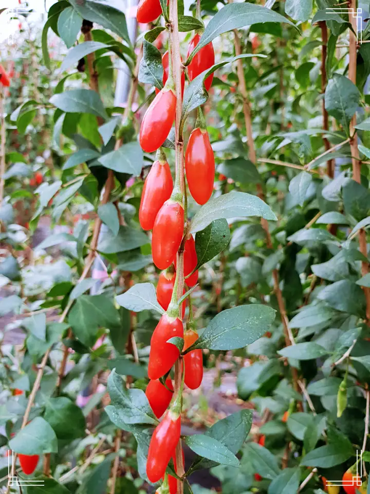 경북 예천 구기자엿 파는 곳 전국 택배 온라인 전화 주문 추천