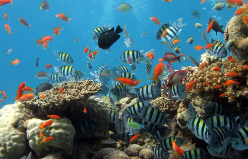 열대어 수질 관리 기초 – pH, 온도, 질산염 조절 방법