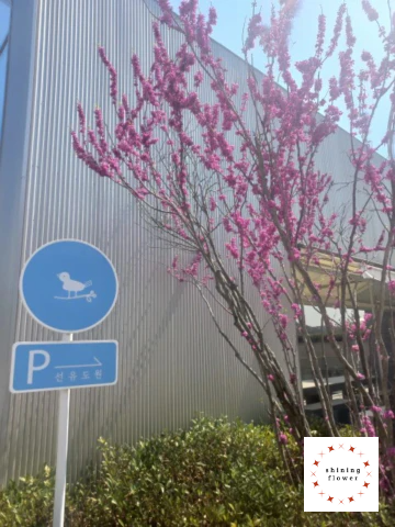 선유도원-몇 해전 봄-카페 입구