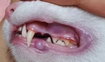 고양이 치아 구조, 관리, 치아흡수성병변_33