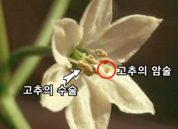 고추꽃 암술 수술