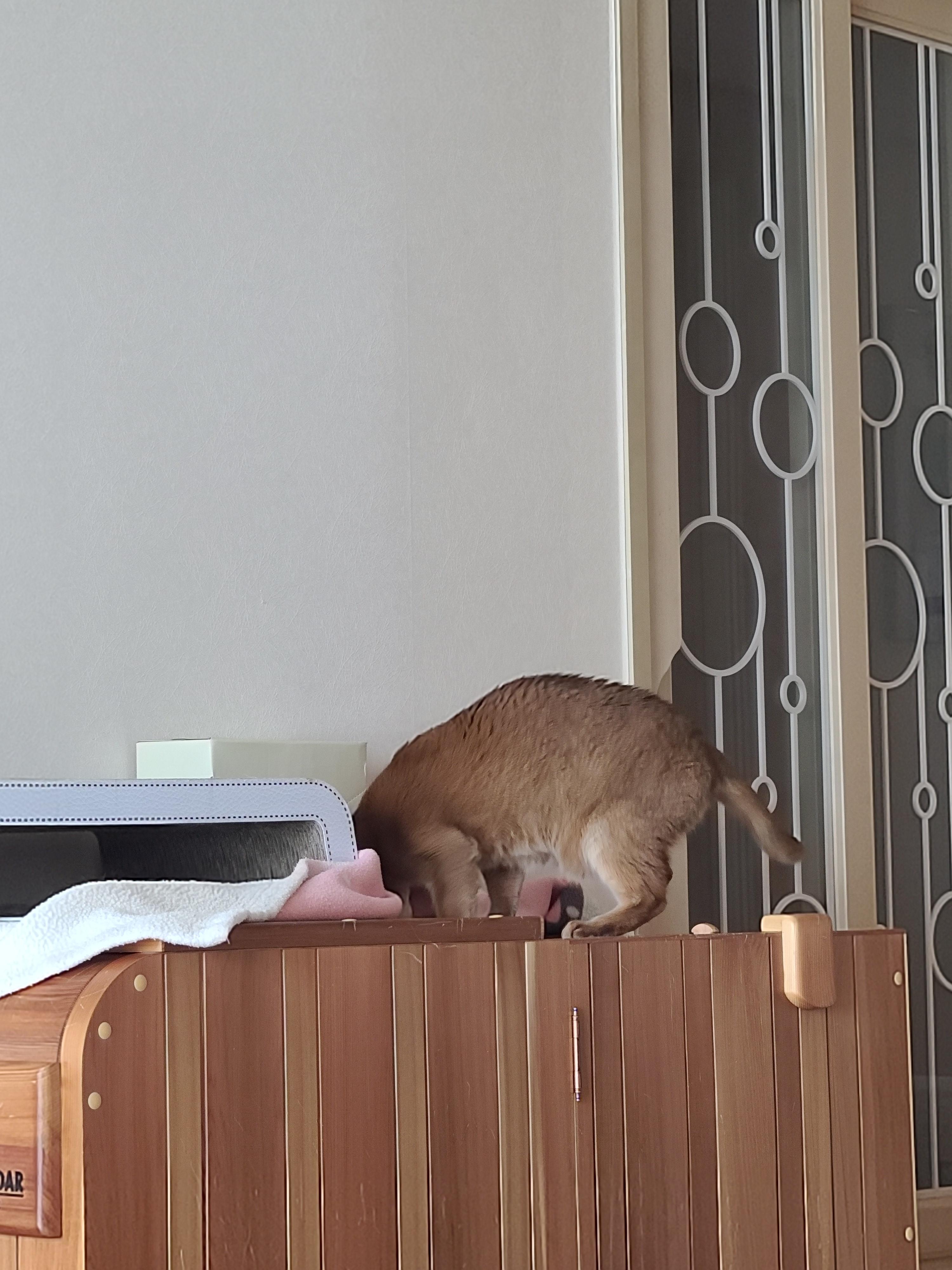 우리집엔 비싼 고양이들 숨숨집이 있다. 건식반신욕기 숨숨집.