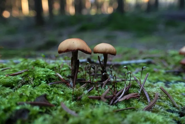 관종 뜻과 상황별 해석 모음집_6