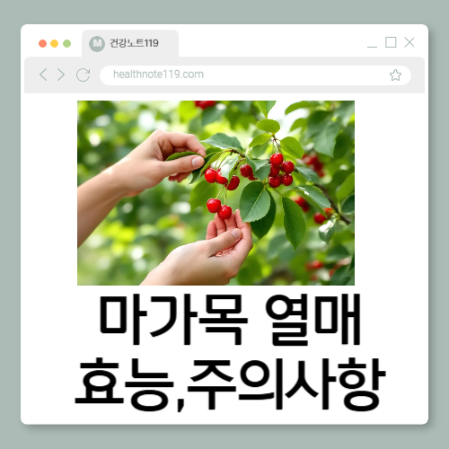 마가목 열매 효능, 면역&middot;관절 건강에 효과? 주의사항 총정리