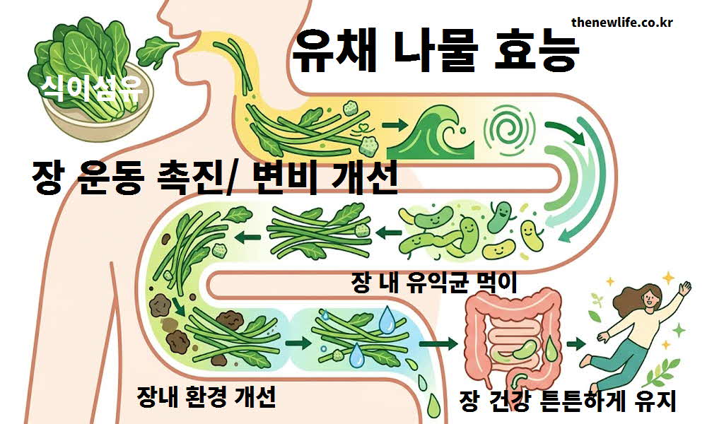 유채 나물 효능 장 운동 촉진 변비 개선