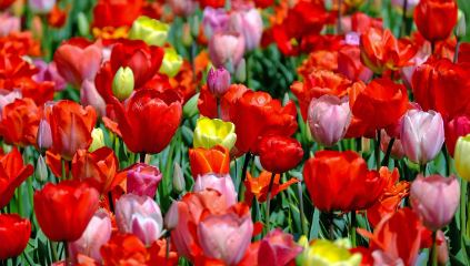 주말농장 임대 방법 관련 방법