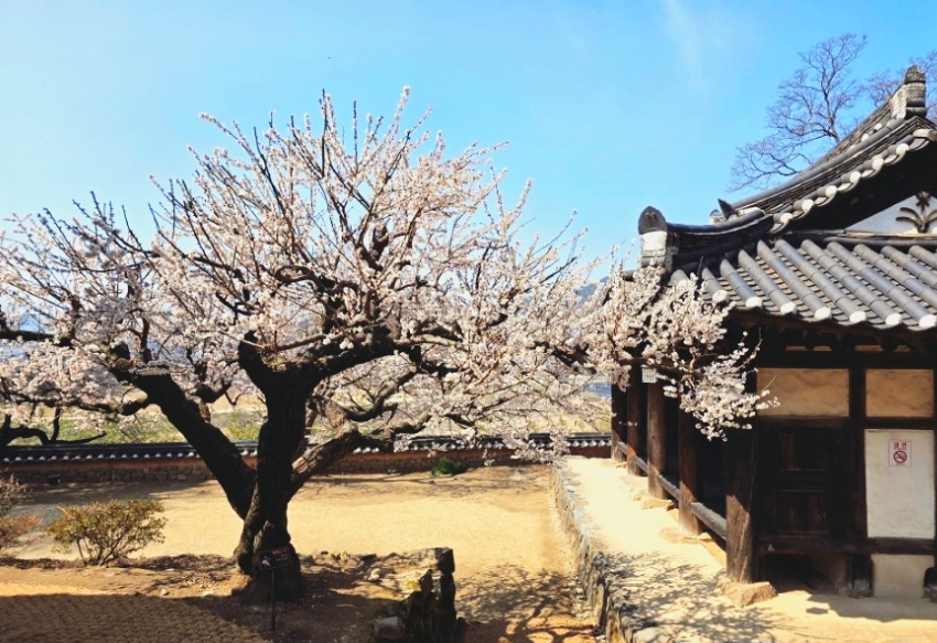 밀양 금시당 백곡재1