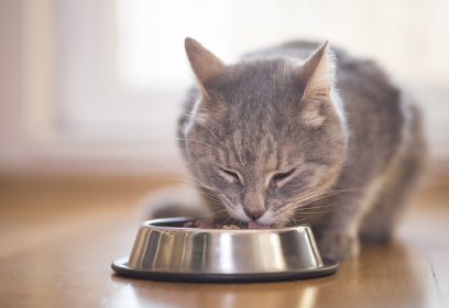 음식을 먹는 고양이.