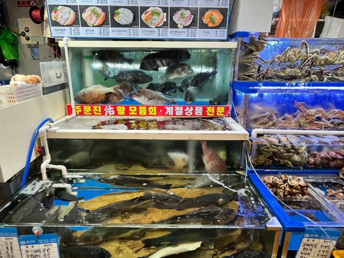신선한 물고기들