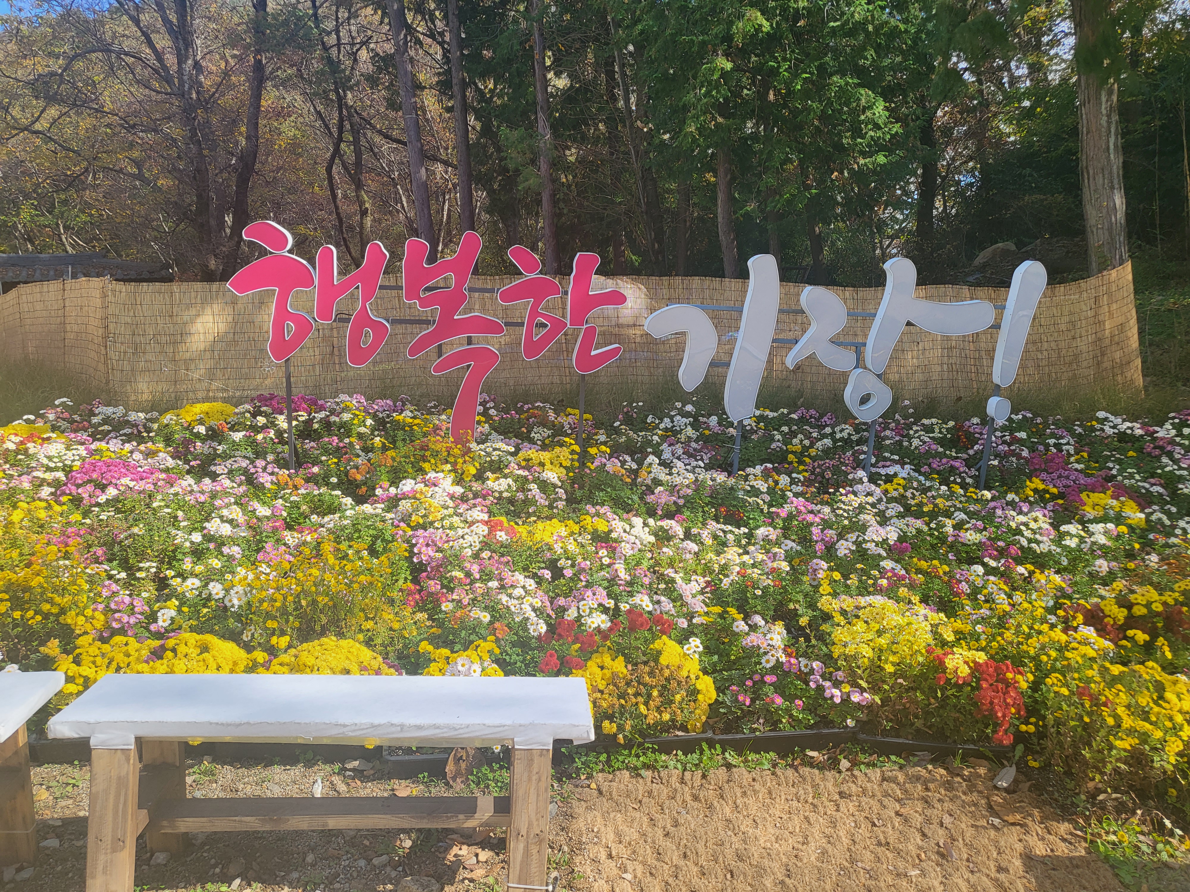 국화 향기 가득한 부산 기장 장안사 제 7회 기장 국화분재전시회가 열렸습니다.