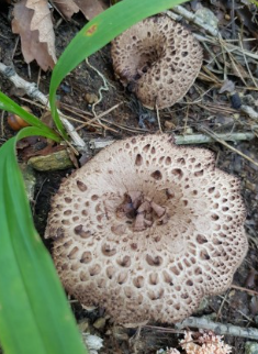 능이버섯 채취시기, 능이버섯 효능 및 능이버섯 가격