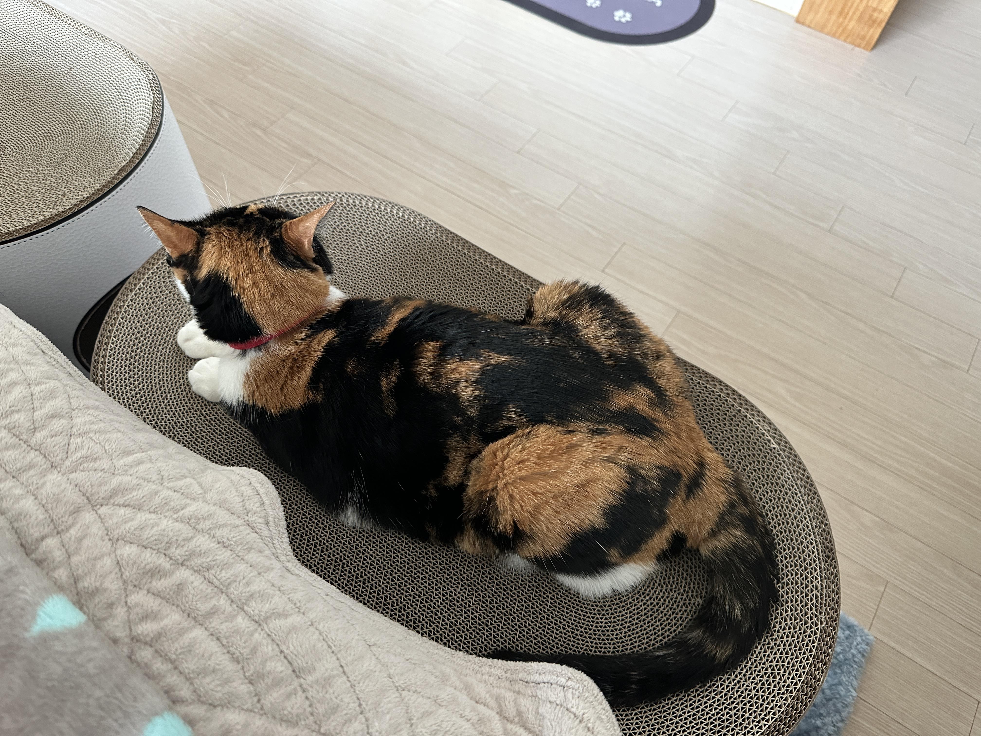 새_스크래쳐_위에_있는_다다_뒷모습