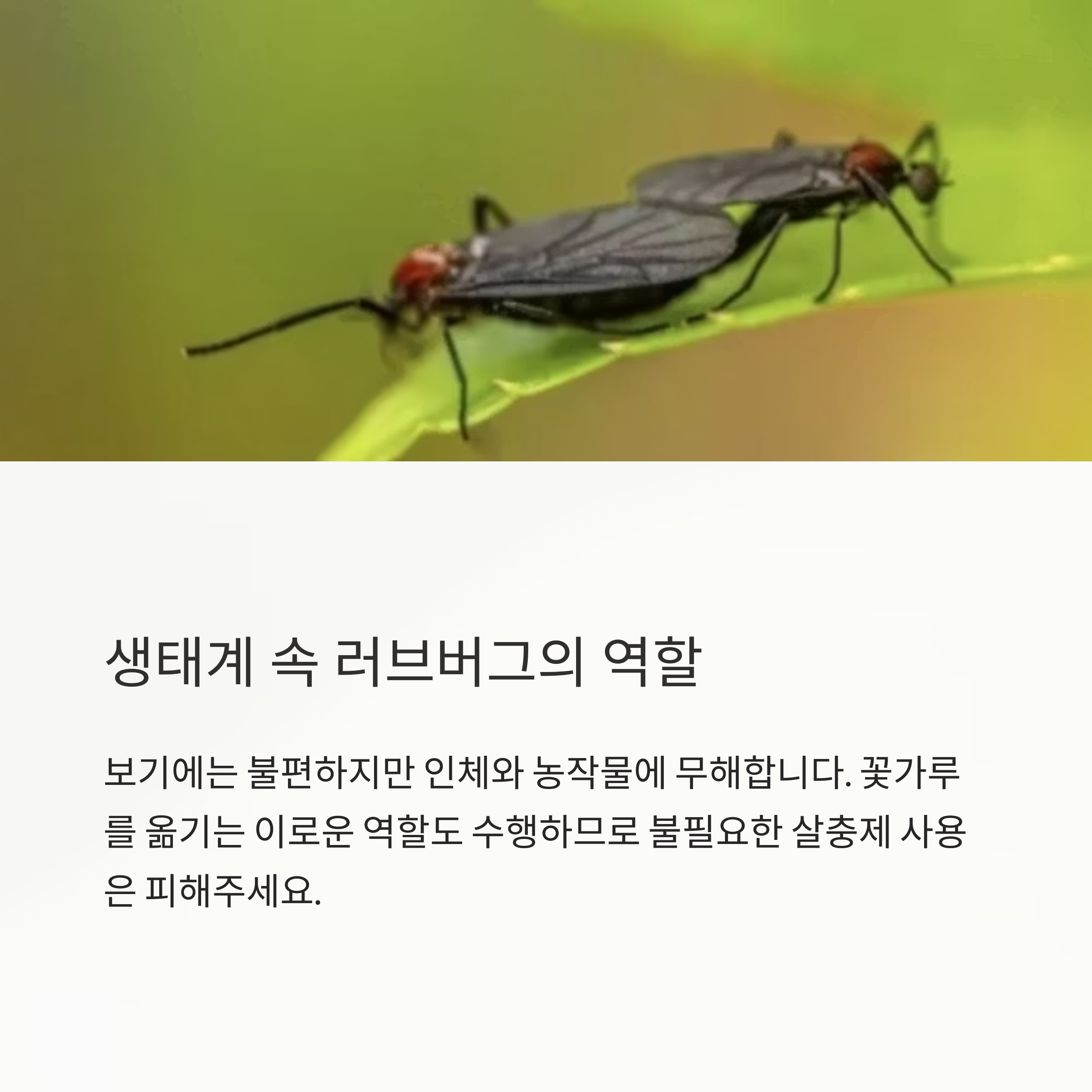 생태계 속 러브버그의 역할