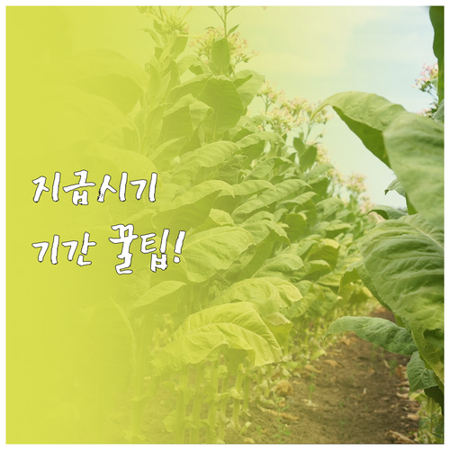 2026 민생지원금 지급 시기별 사용..