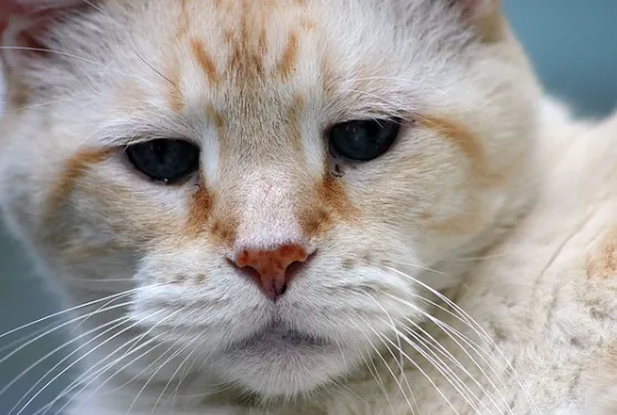  노령묘 질병 습식 사료_1