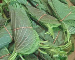 깻잎 효능 부작용