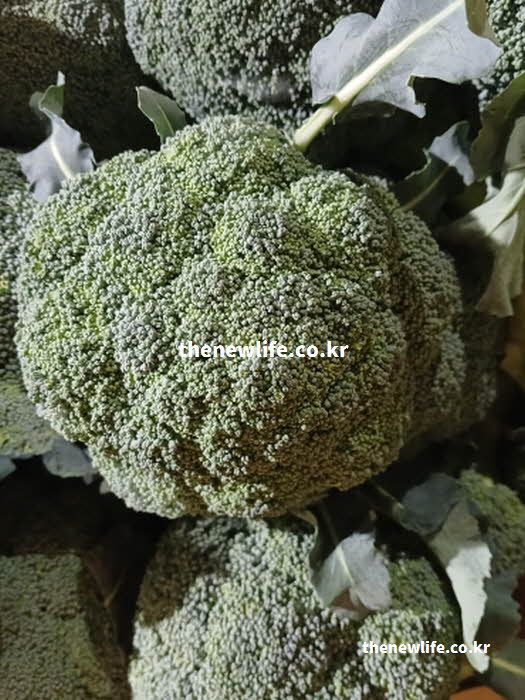 브로콜리 효능의 시력 보호 작용을 하는 루테인 실사진