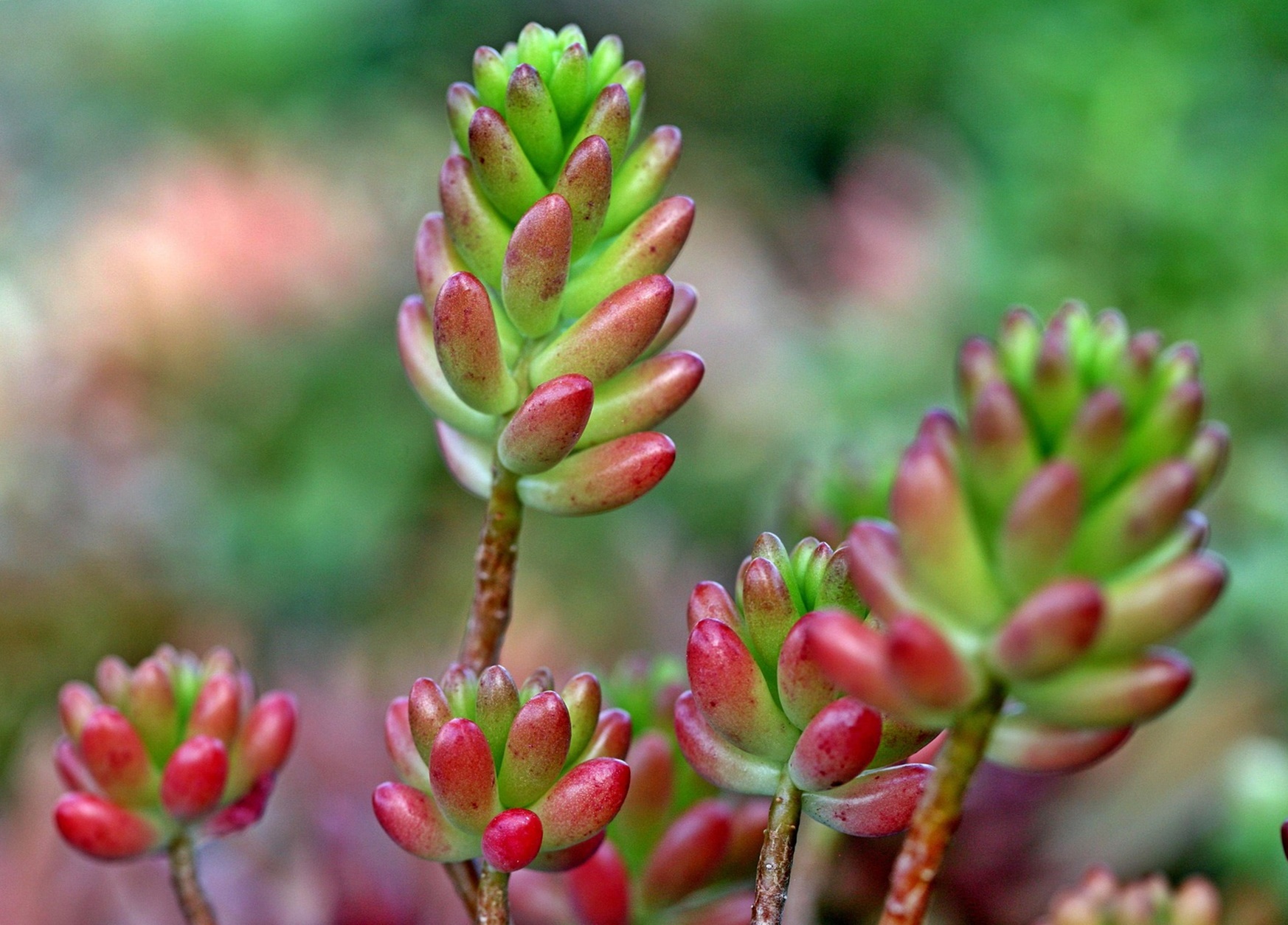 영하 한파 식물 살리는 법! 다육이·몬스테라·고무나무 겨울 가이드