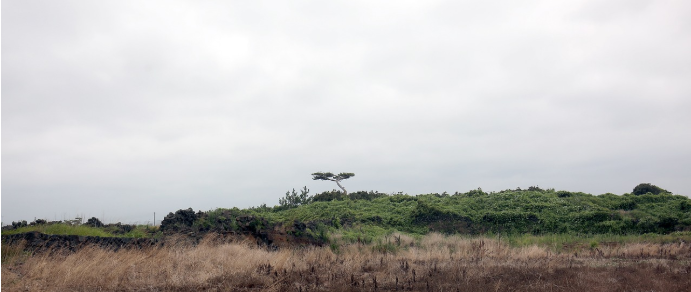 제주 월정리 가는 길