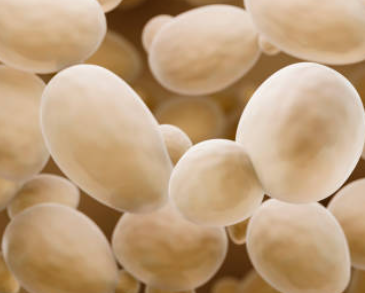 맥주효모의 효능 11가지, 부작용