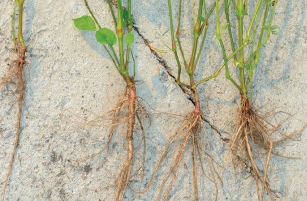 우슬뿌리 효능은 관절에 좋은 대표적인 약재입니다. 