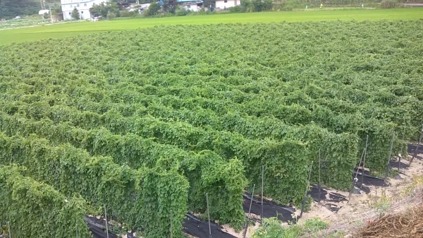 마 재배 지지대 설치 덩이 비대 관리 수확 요령_1