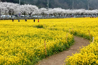 삼척 맹방 유채꽃 축제 프로그램&amp;#44; 주차장 및 교통 총정리(+주변 관광 명소)