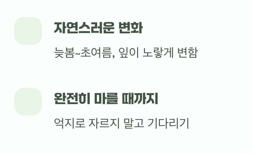 기다림의 끝, 노란 잎이 보내는 신호