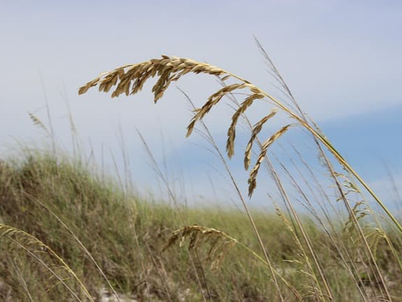귀리 밥 물 비율 맞춤