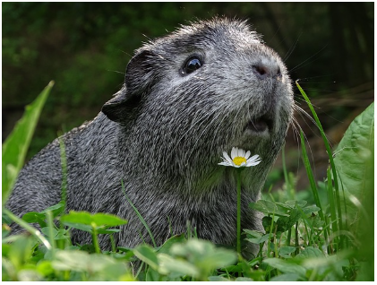 기니피그 사육 시 주의할 점 - 사회성, 식단, 스트레스 관리 가이드