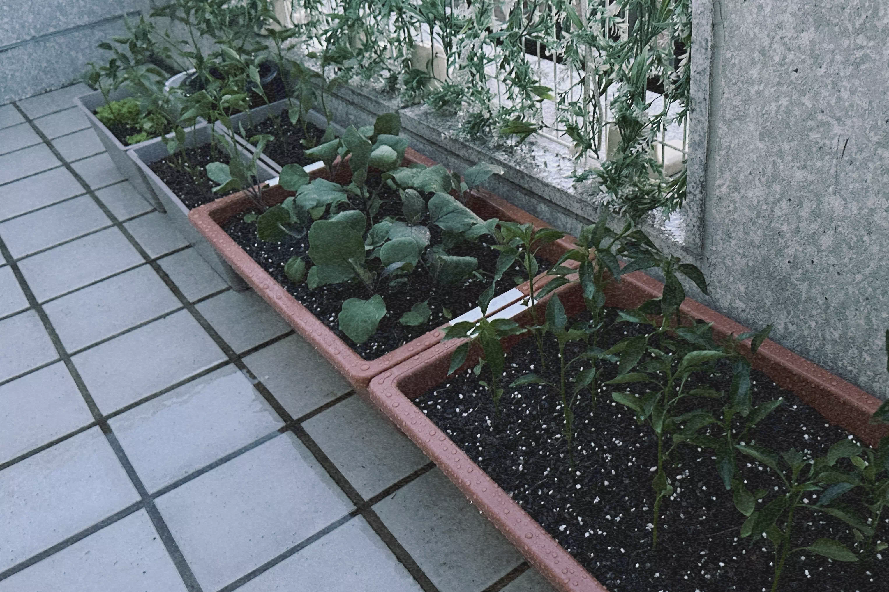 도시농부