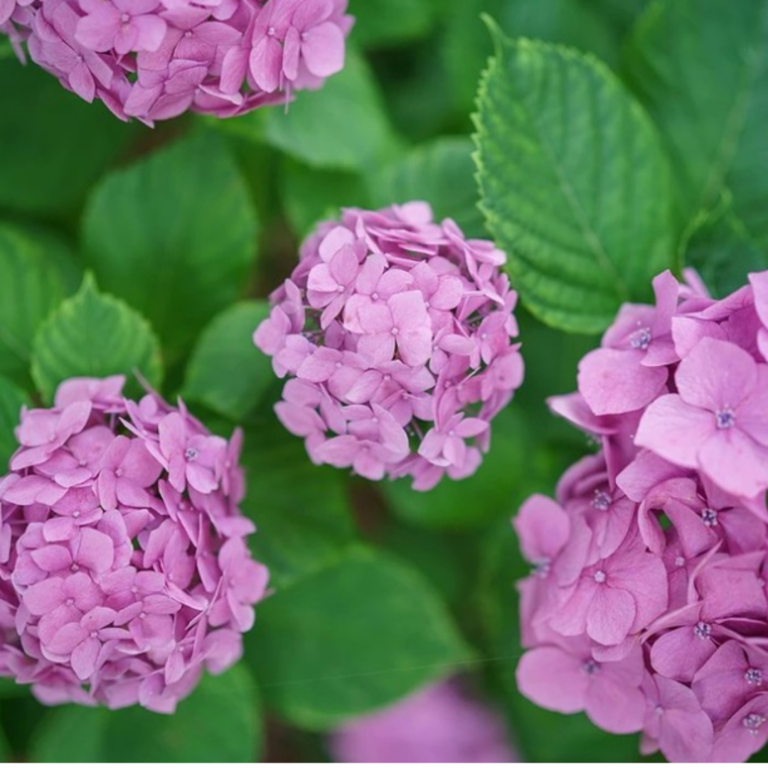 한림공원수국축제