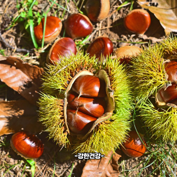 밤 삶는 방법 