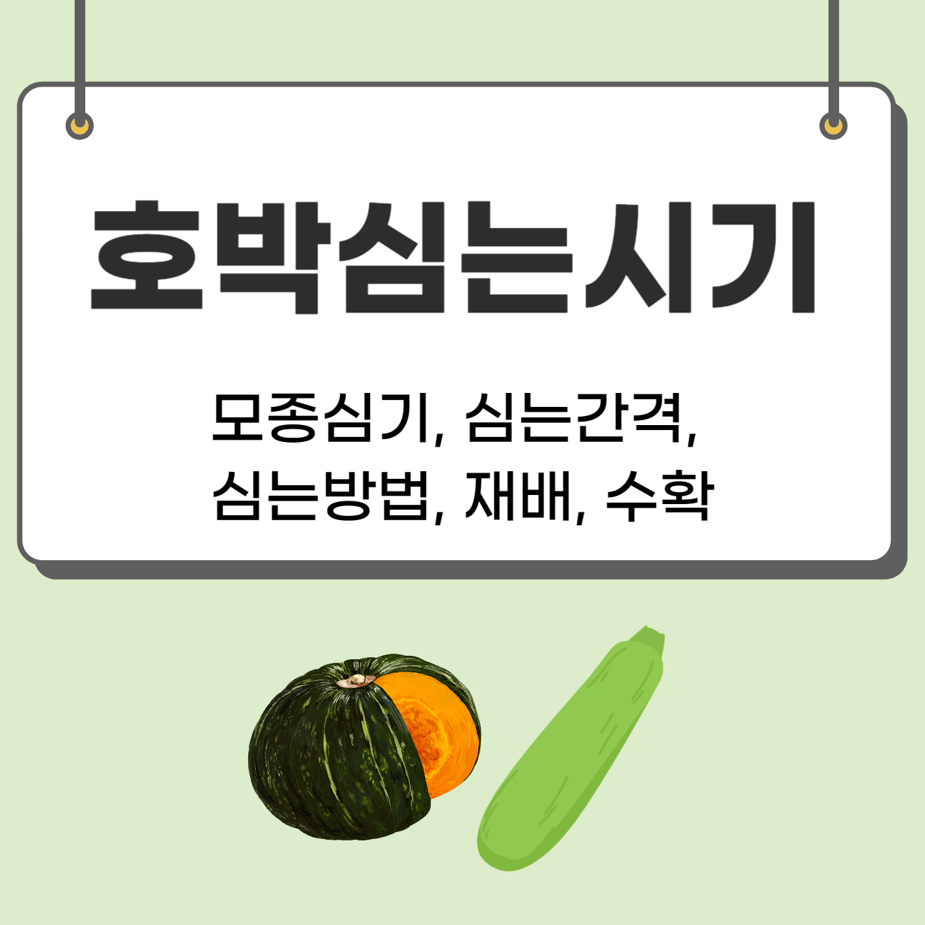 호박 심는시기(단호박, 늙은호박, 애호박모종), 호박모종 심는방법, 호박 키우기 재배부터 수확까지 쉽게 알아보기!