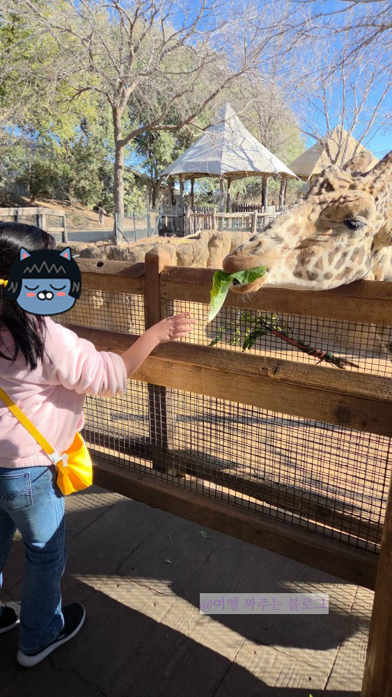 #댈러스시티패스 #달라스시티패스 #텍사스여행