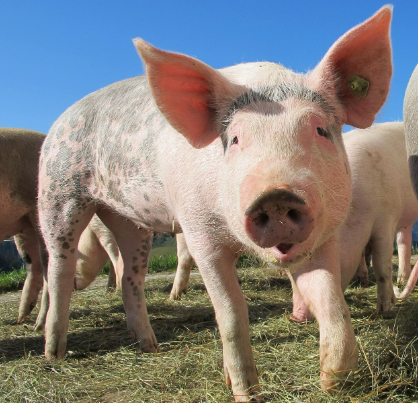 2025년 6월 돼지띠 생년별 운세