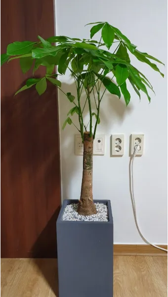 거실 큰화분 배치요령 물주기 바퀴받침 이동 어르신도 안전하게_5