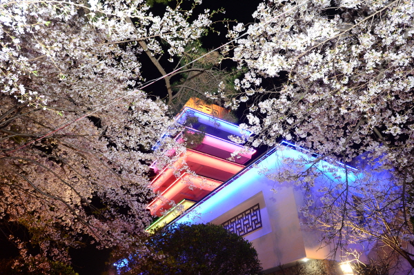 진해 군항제 가는 방법, 일정, 주차, 숙박