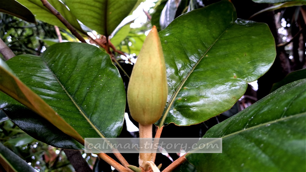 남부 목련(Southern magnolia)