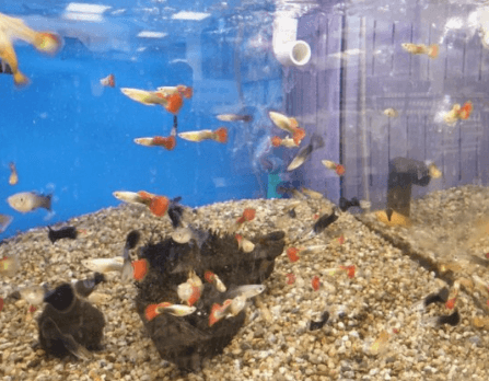 고정구피와 막구피의 차이점