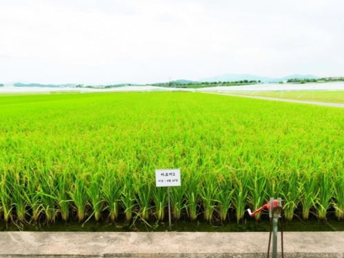 가루쌀과 일반쌀의 정의와 특징, 차이점, 활용법