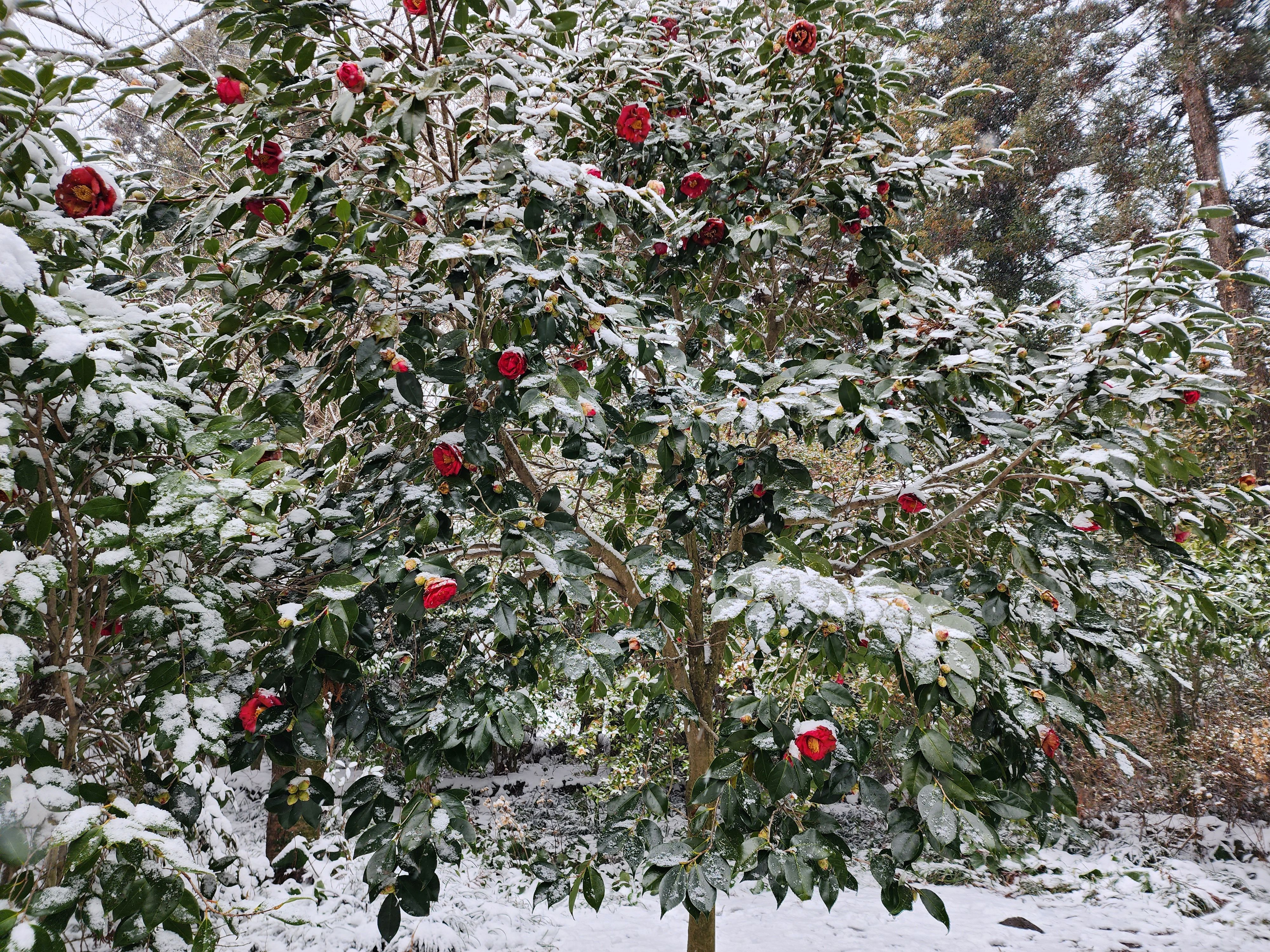 카멜리아힐 2월