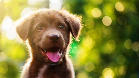 노을 반려견 캠핑장