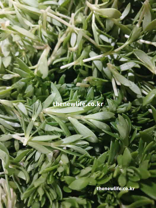 돌나물 효능 요리활용 영양가치