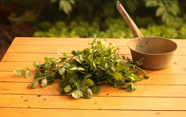 자연 치유법의 부활