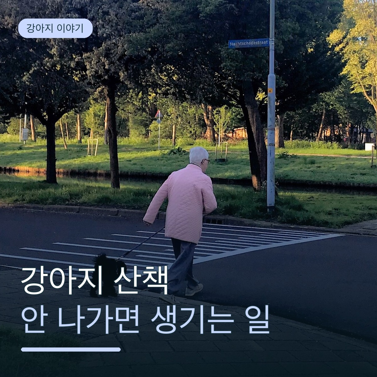 강아지 산책, 안 나가면 건강에 어떤 일이 생길까요? 매일 나가야 하는 진짜 이유