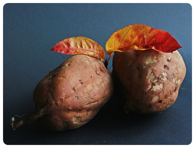 고구마 관련된 연구 결과