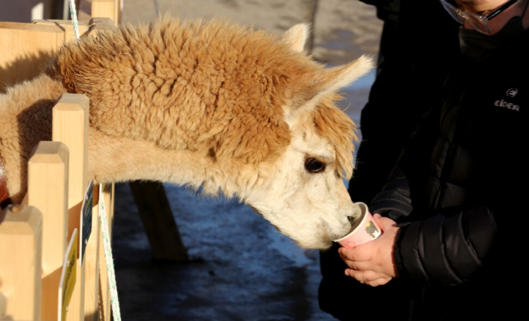 홍천강 꽁꽁축제