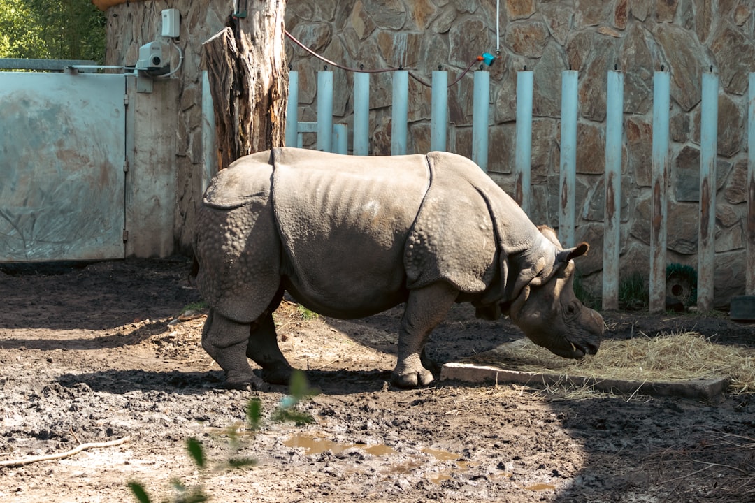 Gray Rhino